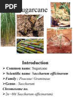 Sugarcane Varieties Released (2018-2023) | PDF | Sugarcane | Agriculture
