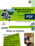 Arandanos Intagri 2016