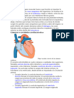 Anatomia Del Corazon