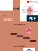 Anatomia Bucal