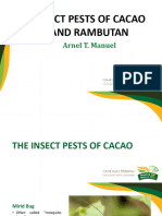 Insect Pest of Cacao and Rambutan