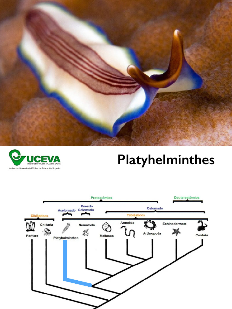 Platelmintos | PDF | Protostomas | Biología