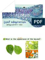 2 Leaf Adaptation M.3