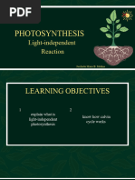 The Basics of Photosynthesis in Plants Educational Presentation in Green and Yellow Illustrative Style