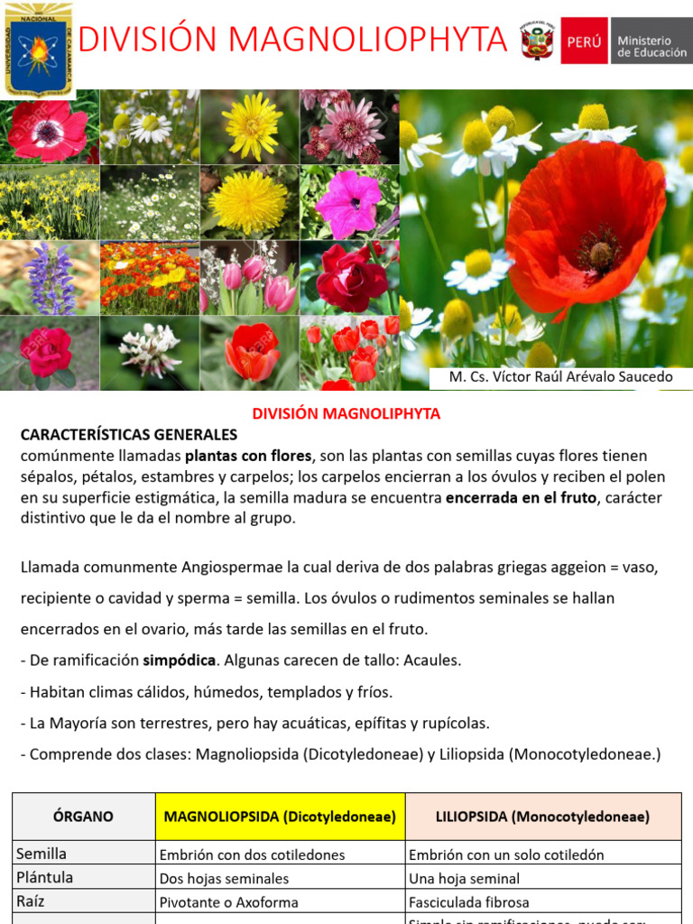 División Magnoliophyta | PDF | Nuez | Espinacas