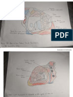 Anatomía 