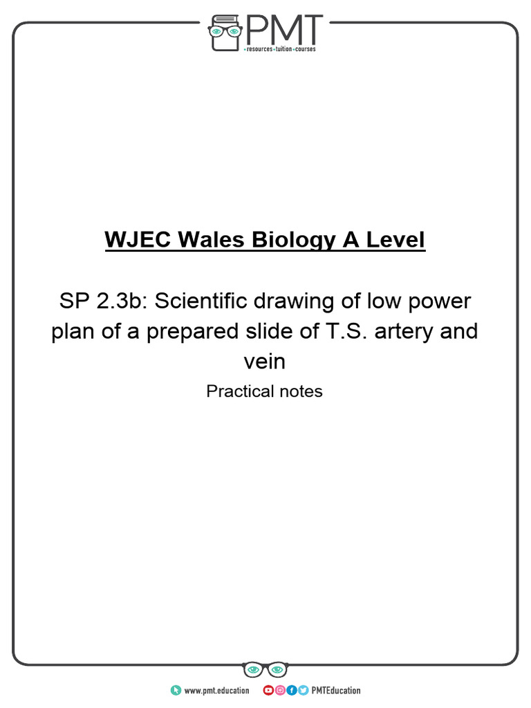 Sp 2 3b drawing of an artery and vein pdf artery vein