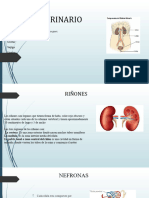 Sistema Urinario