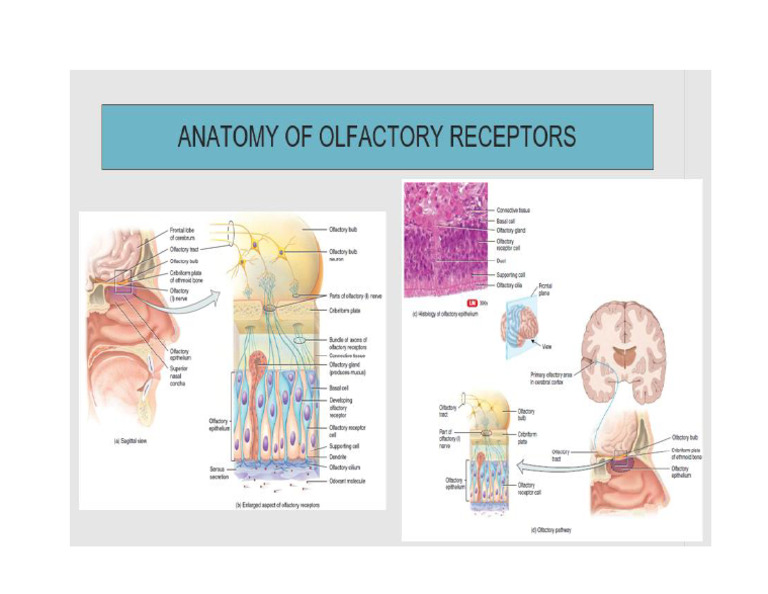 Special Senses Part 2 P1 Pdf