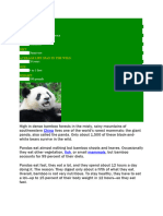 Giant Panda