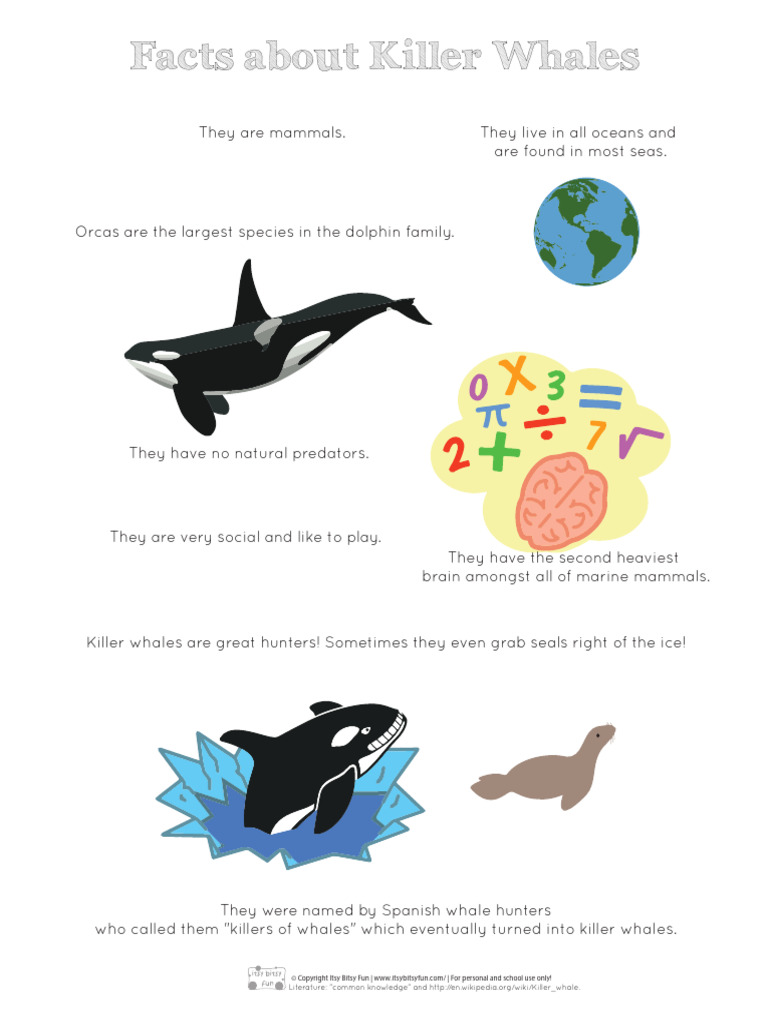 15 FUN FACTS ABOUT KILLER WHALES visual data 2