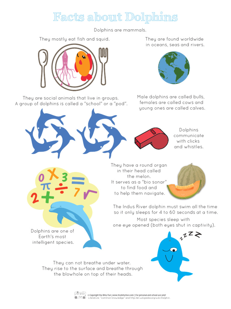 FIVE INTERESTING FACTS ABOUT DOLPHINS FOR KIDS visual data 7