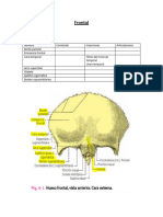Hueso Frontal - Tabla