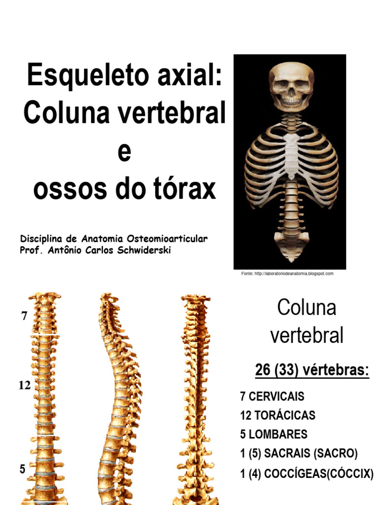 Anatomia da Coluna e Tórax Humano | PDF | Coluna vertebral | Vértebra