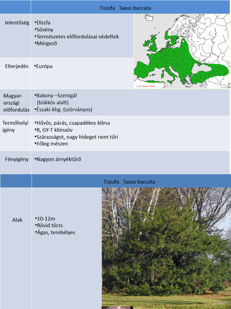 Tisza Fa | PDF