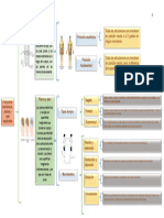 Cuadro Sinóptico Posiciones Anatómicas, Planos, Ejes Corporales - Sistema Nervioso