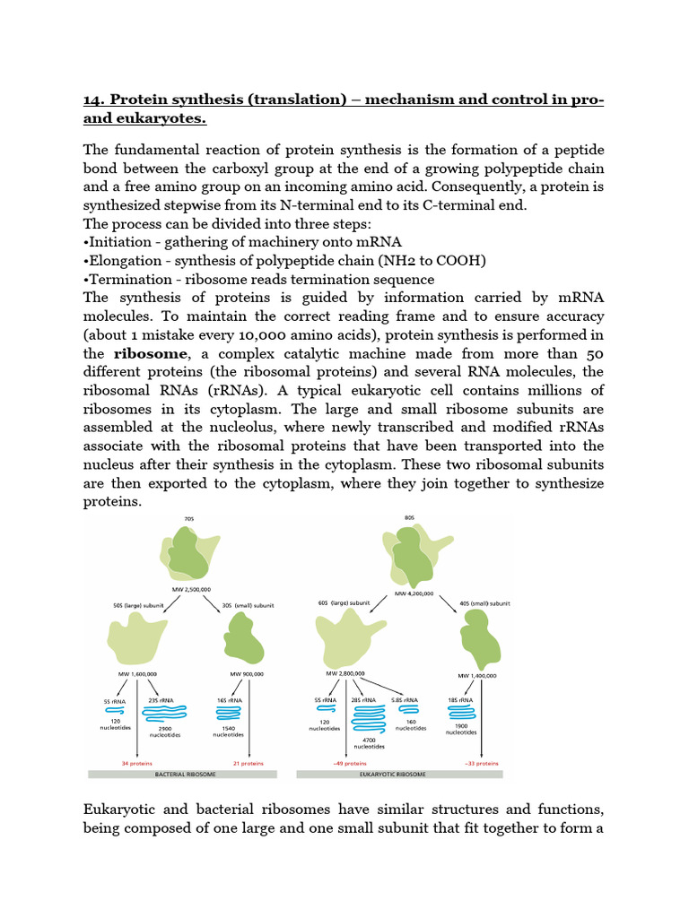Protein Synthesis Translation Mechanism And Control In Pro And