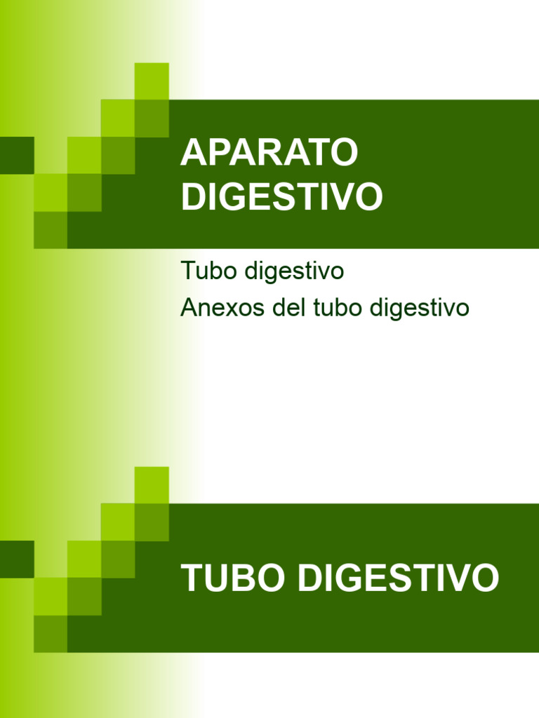 Anatomia Sistema Digestivo Pdf Intestino Grueso Abdomen
