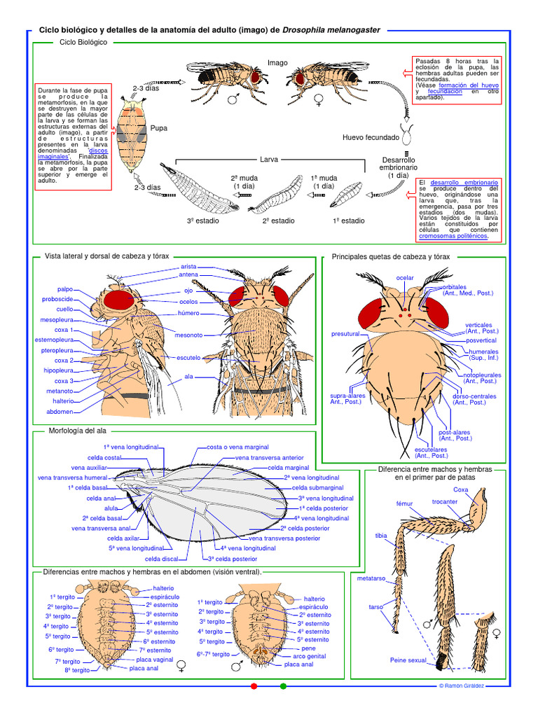 Ciclo biológico de Drosophila pupa | PDF | Crisálida | Insectos