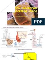 Digestion, Absorcion y Transporte de Lipidos (Completa)