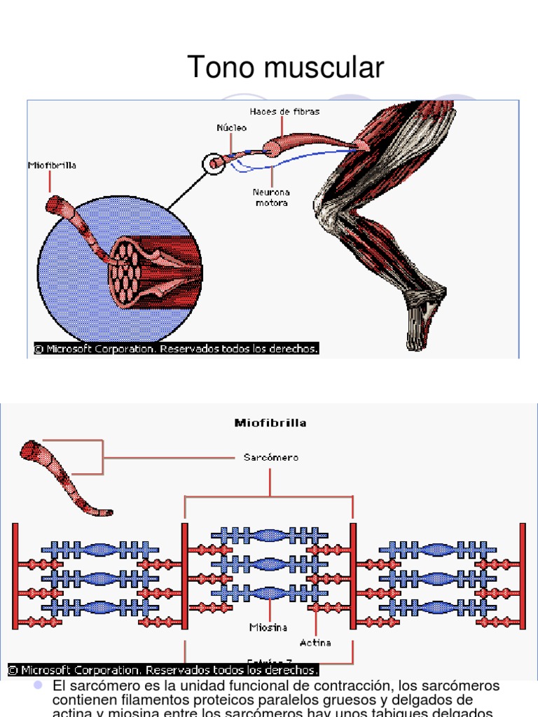 Tono Muscular Contracción muscular Músculo