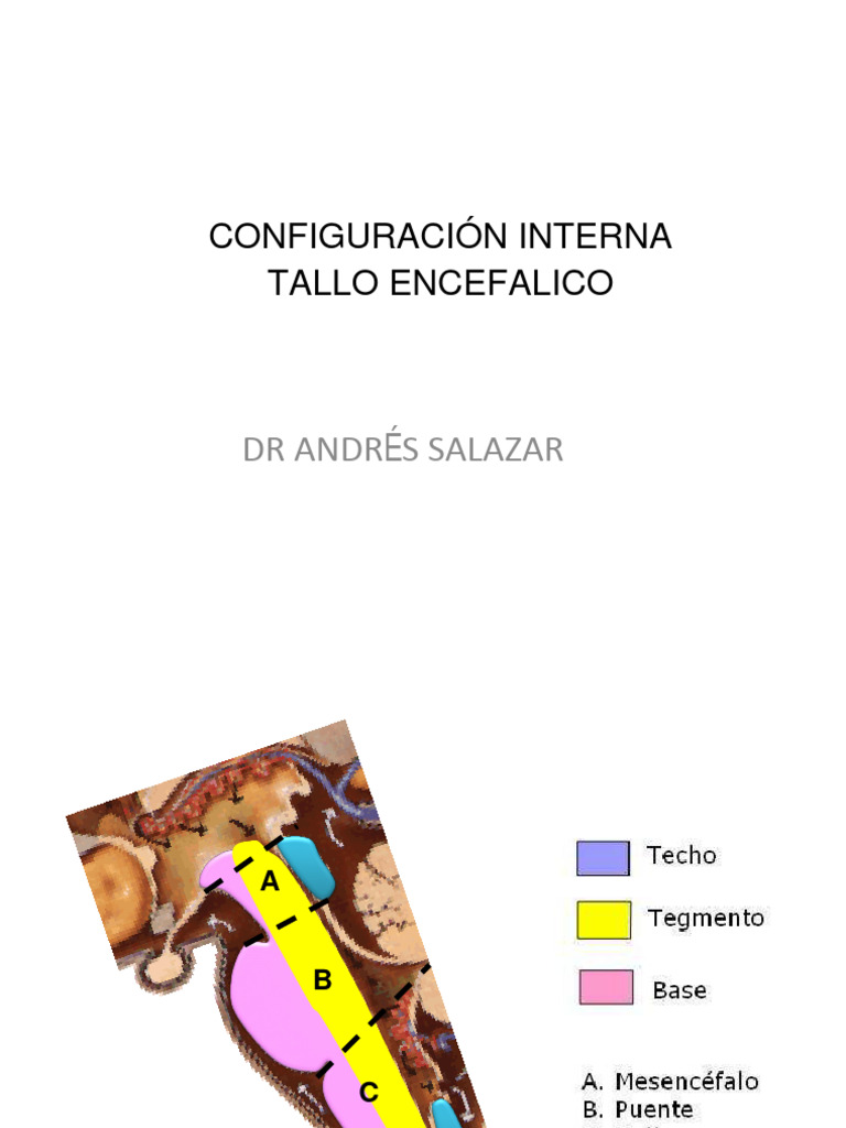 Tallo Encefalico Ii | PDF | Tálamo | Cerebro