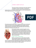 Sistema Cardiovascular