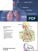 Lecture 4 THE RESPIRATORY SYSTEM