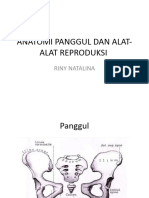 Anatomi Panggul Dan Alat-Alat Reproduksi Midwifery Science