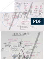 Tibial Nerve