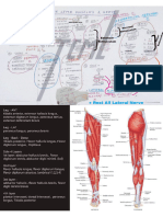 Muscle & Nerves Lower Limb