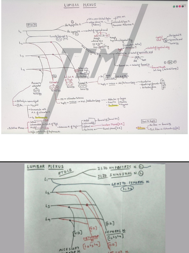 Lumbar Plexus | PDF