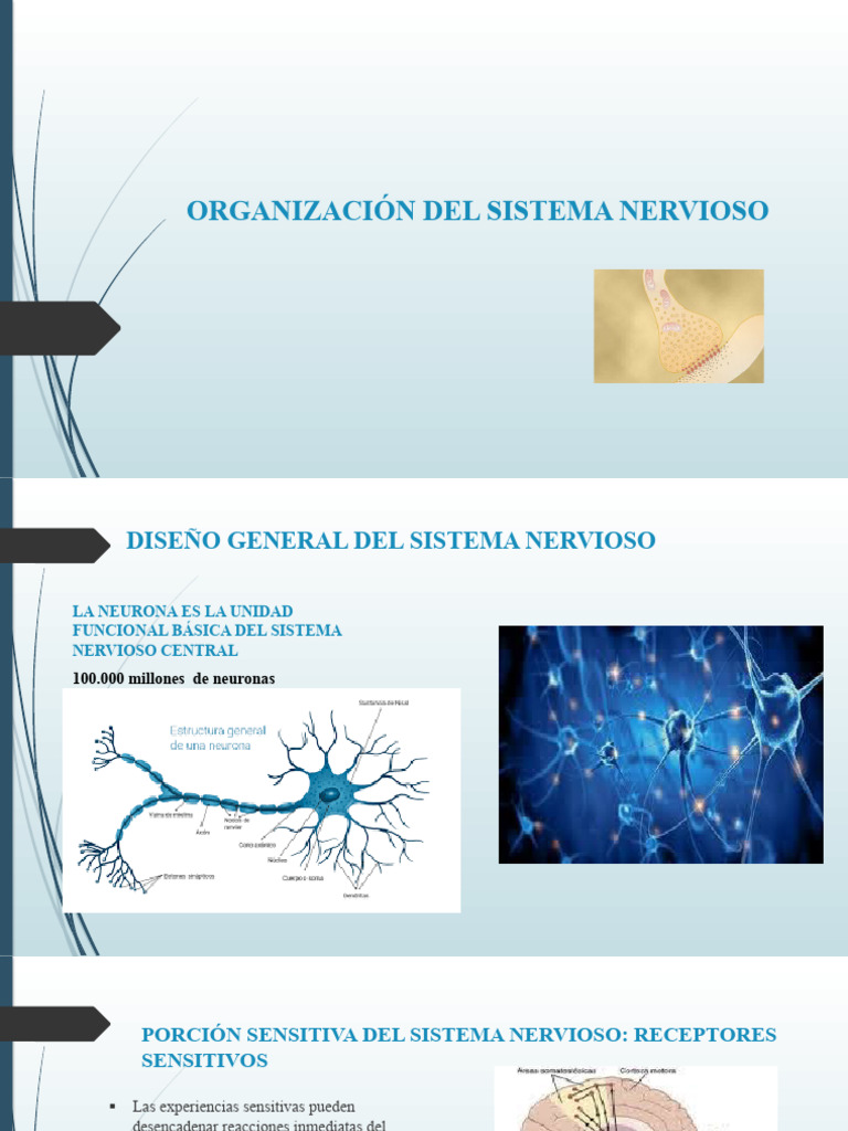 Estructura y Función del Sistema Nervioso | PDF | Sinapsis | Sistema ...