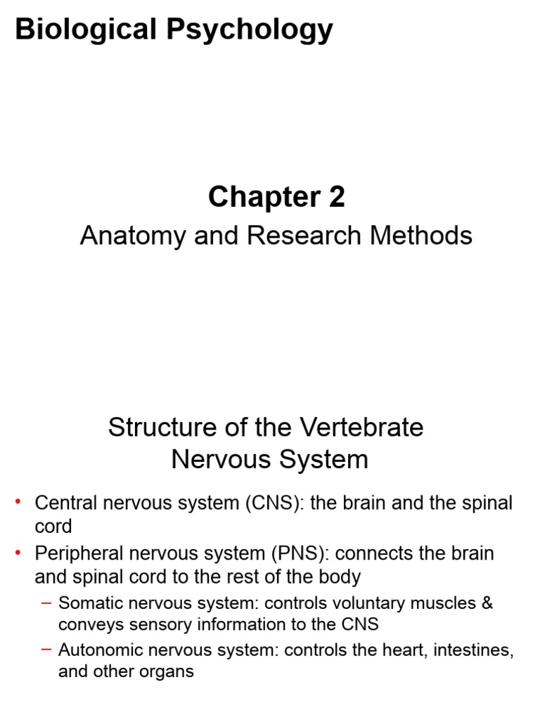 Anatomy of the Vertebrate Nervous System | PDF | Cerebral Cortex ...