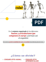 Sistema Osteoarticular