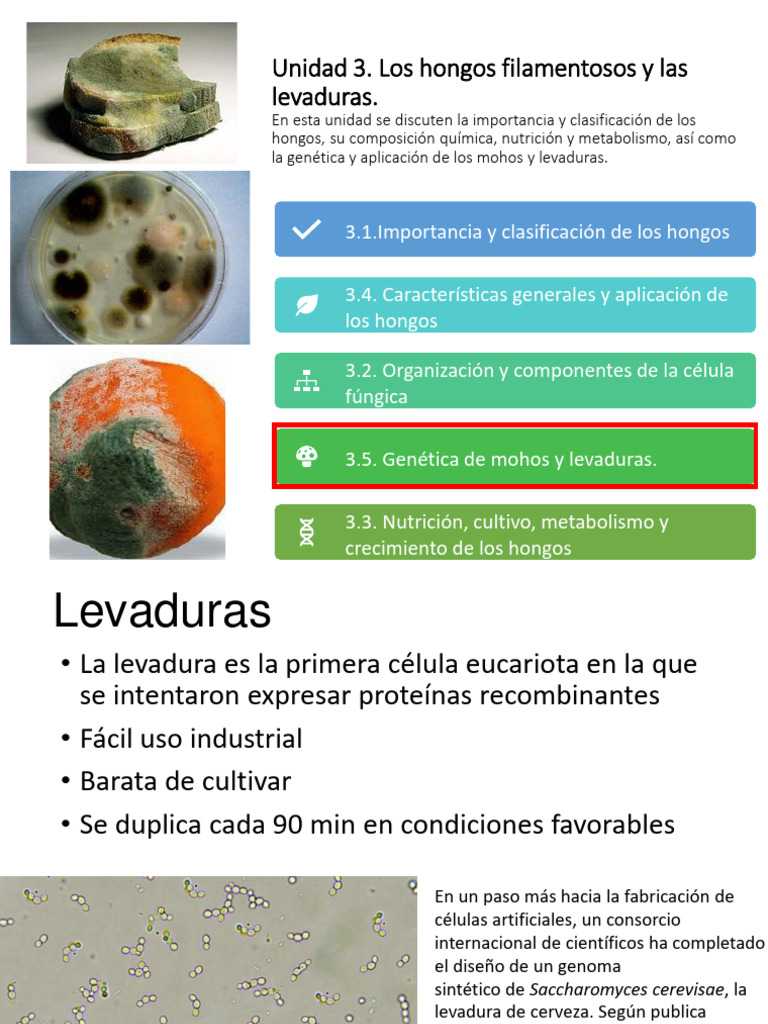 Unidad III. Micro General. Hongos v2. 2da Parte-3 | PDF | Hongo | Levadura
