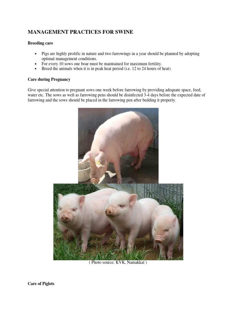 Swine Breeding and Farrowing Management | PDF | Pig | Manure