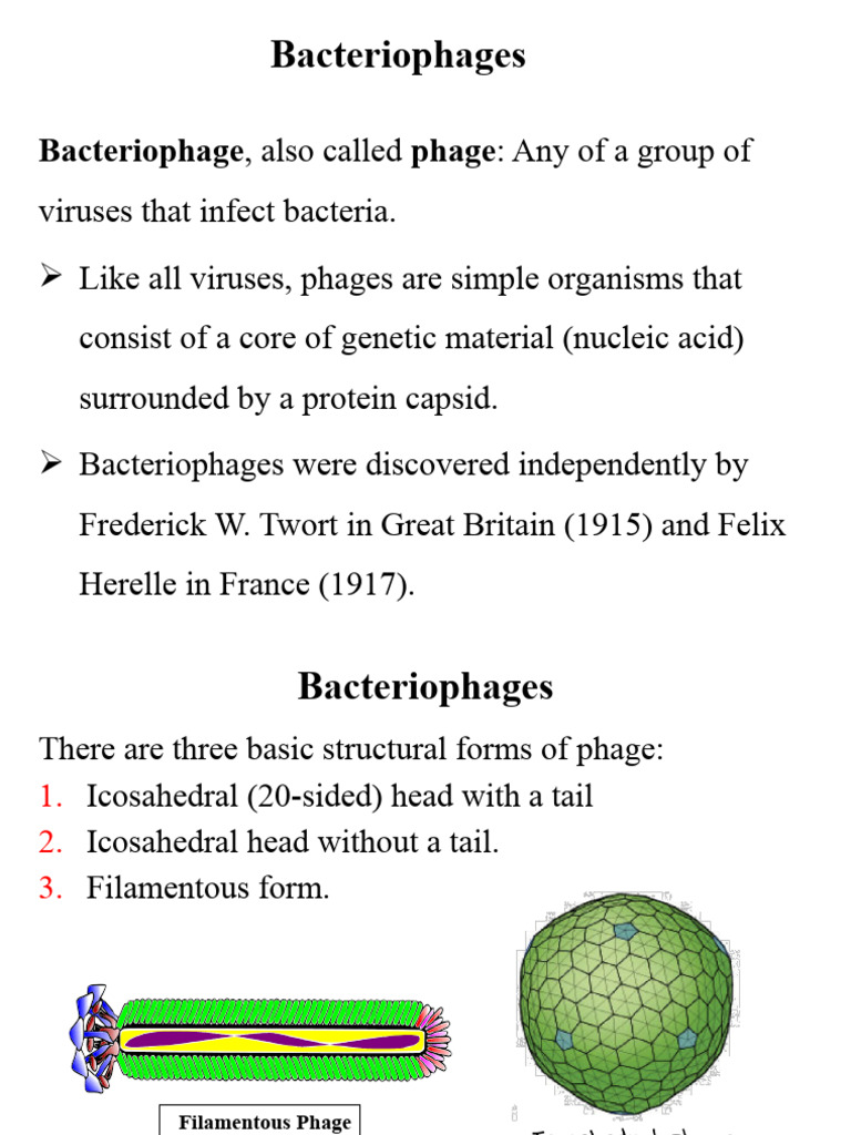 Virology Lecture 4 Bacteriophages | PDF | Bacteriophage | Virus