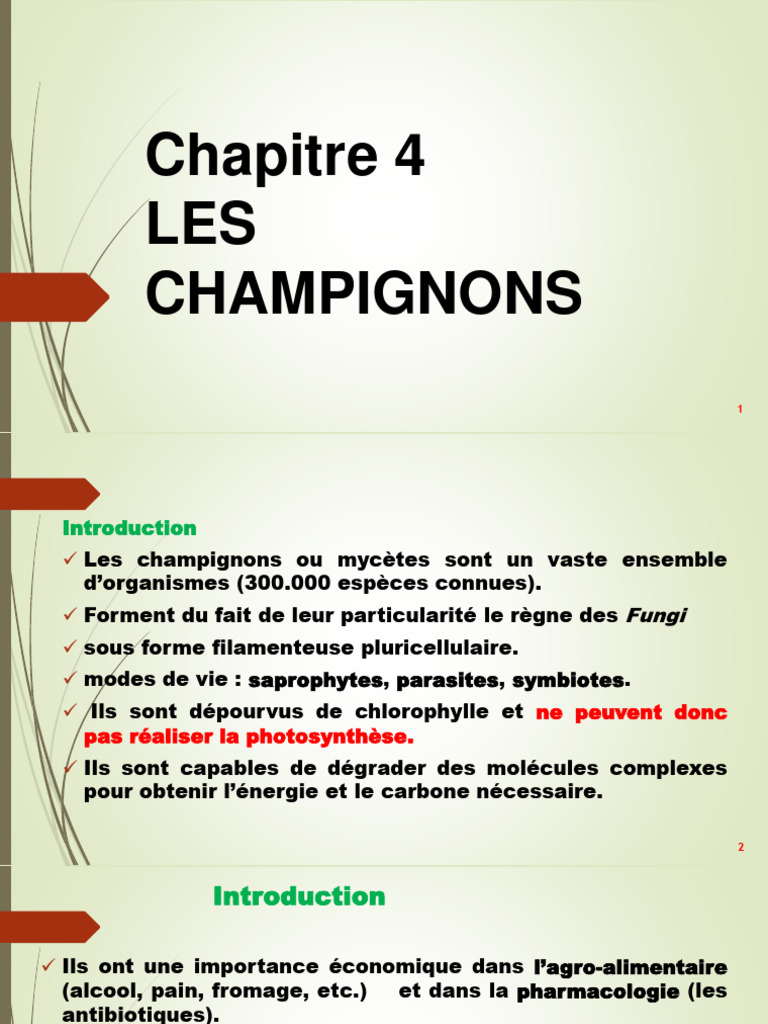 Jour 2 THALLOPHYTES 2024 | PDF | Champignons | Spore
