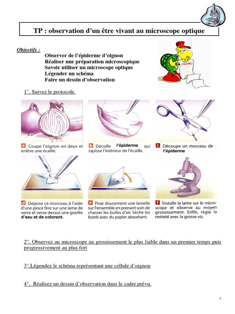 observation-de-cellules-d-oignon-au-microscope-pdf-sciences-et