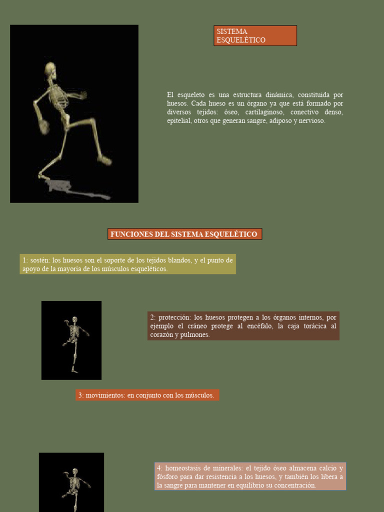 Sistema Oseo 1 Descargar Gratis Pdf Hueso Pelvis