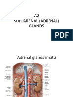 7.2 Suprarenal Glands f2f-s1b2-23