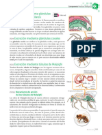 Resumen Taller Excrecion 7º