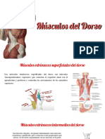 Musculos Del Dorso