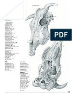 Cranial (Axialis)