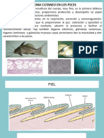 Clase N°4 Sistema Cutaneo