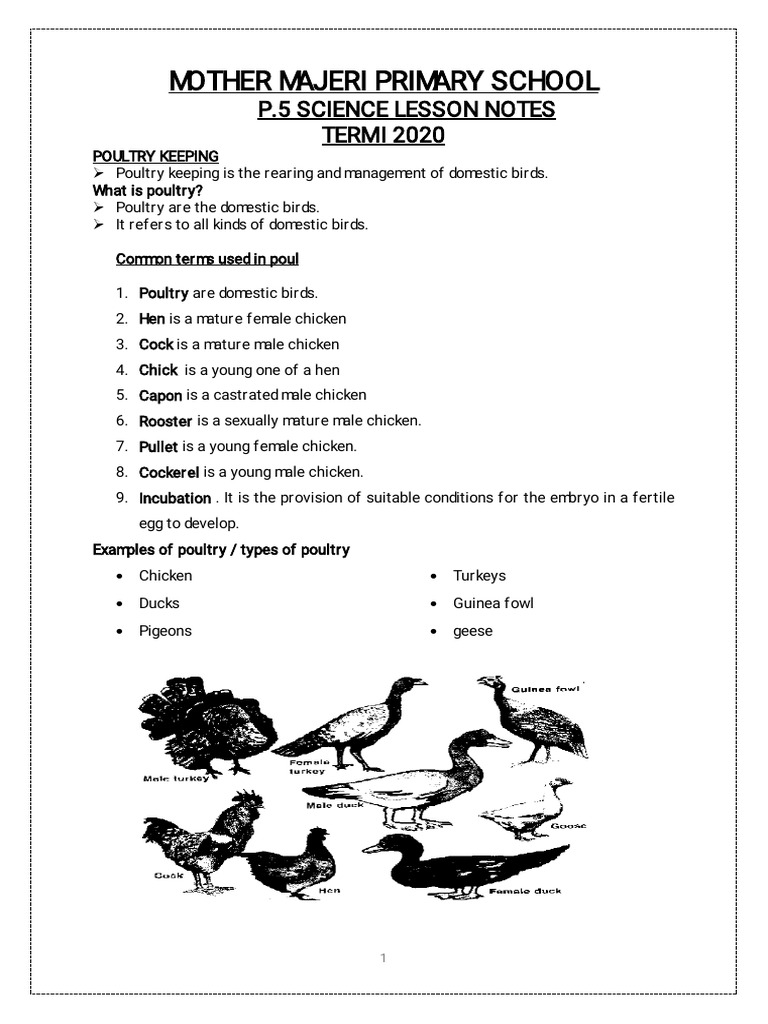 P - 5 SCIENCE LESSON NOTES Term 1 2020 | PDF