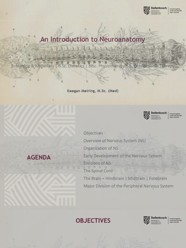 1 Introduction Organization of The Nervous System | PDF | Central ...