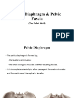 Pelvic Diaphragm & Pelvic Fascia