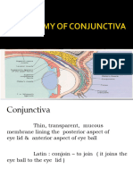 Anatomy of Conjunctiva
